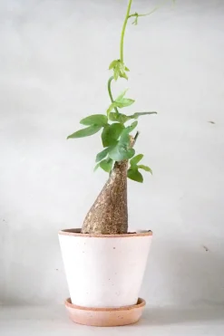 Ørkenplanter Og Knoldplanter^PLANT Adenia viridiflora