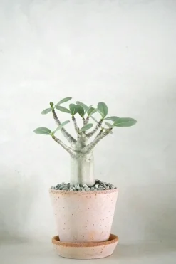 Ørkenplanter Og Knoldplanter^PLANT Adenium ansu "mini baobab"