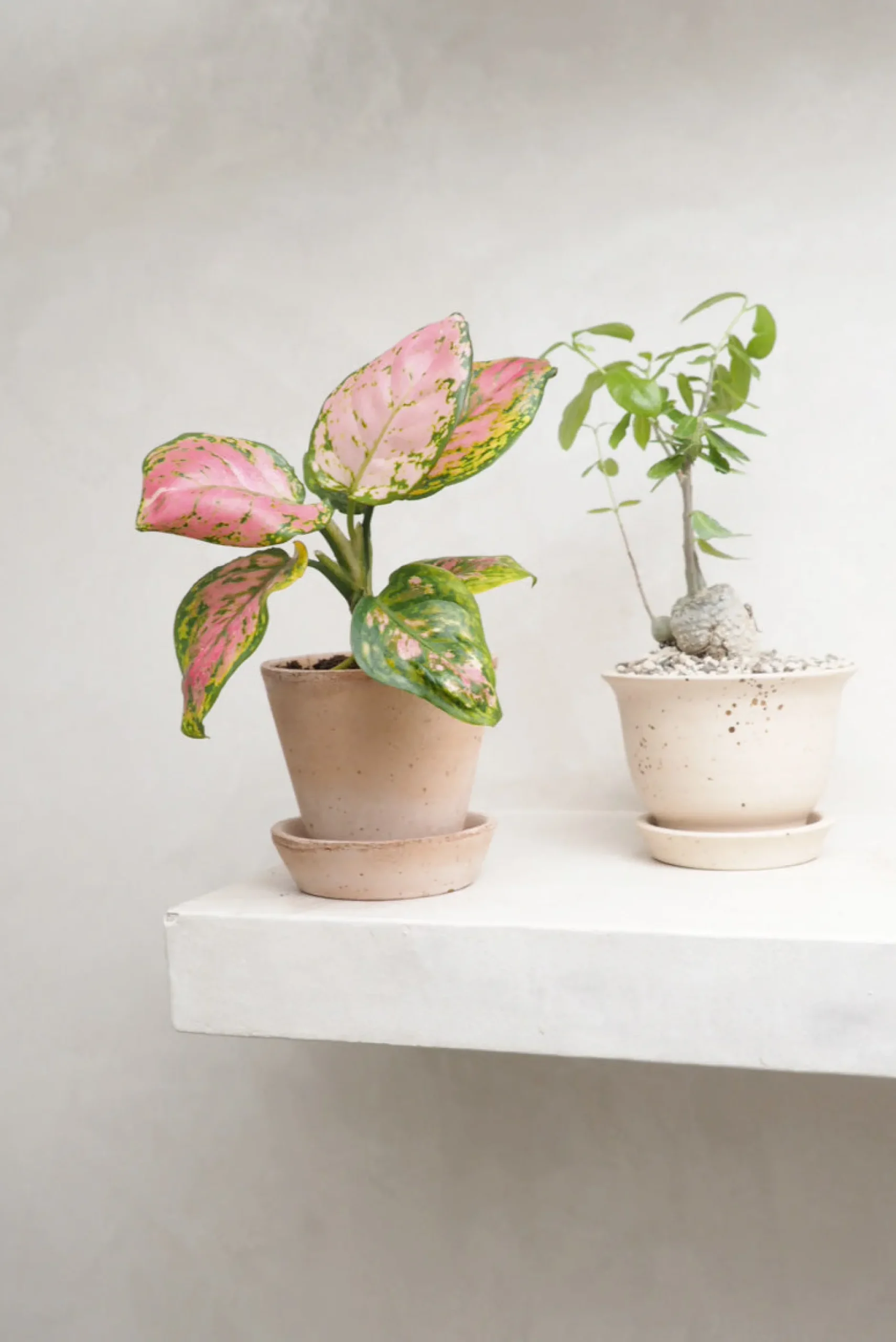Tropiske Planter^PLANT Aglaonema Spotted Star