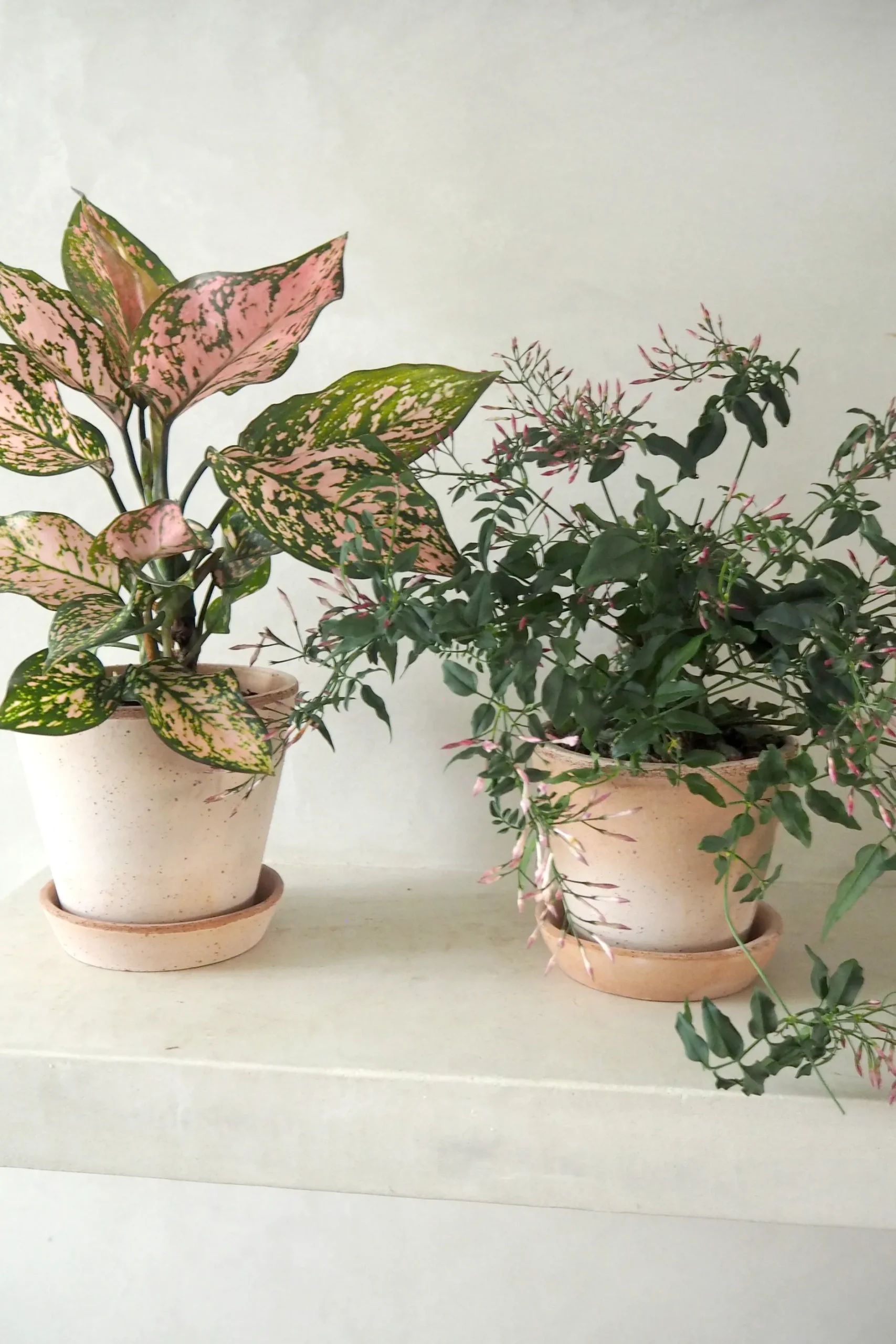 Tropiske Planter^PLANT Aglaonema Spotted star, medium