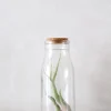 Air Plants^PLANT Air i glas