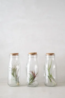 Air Plants^PLANT Air i glas