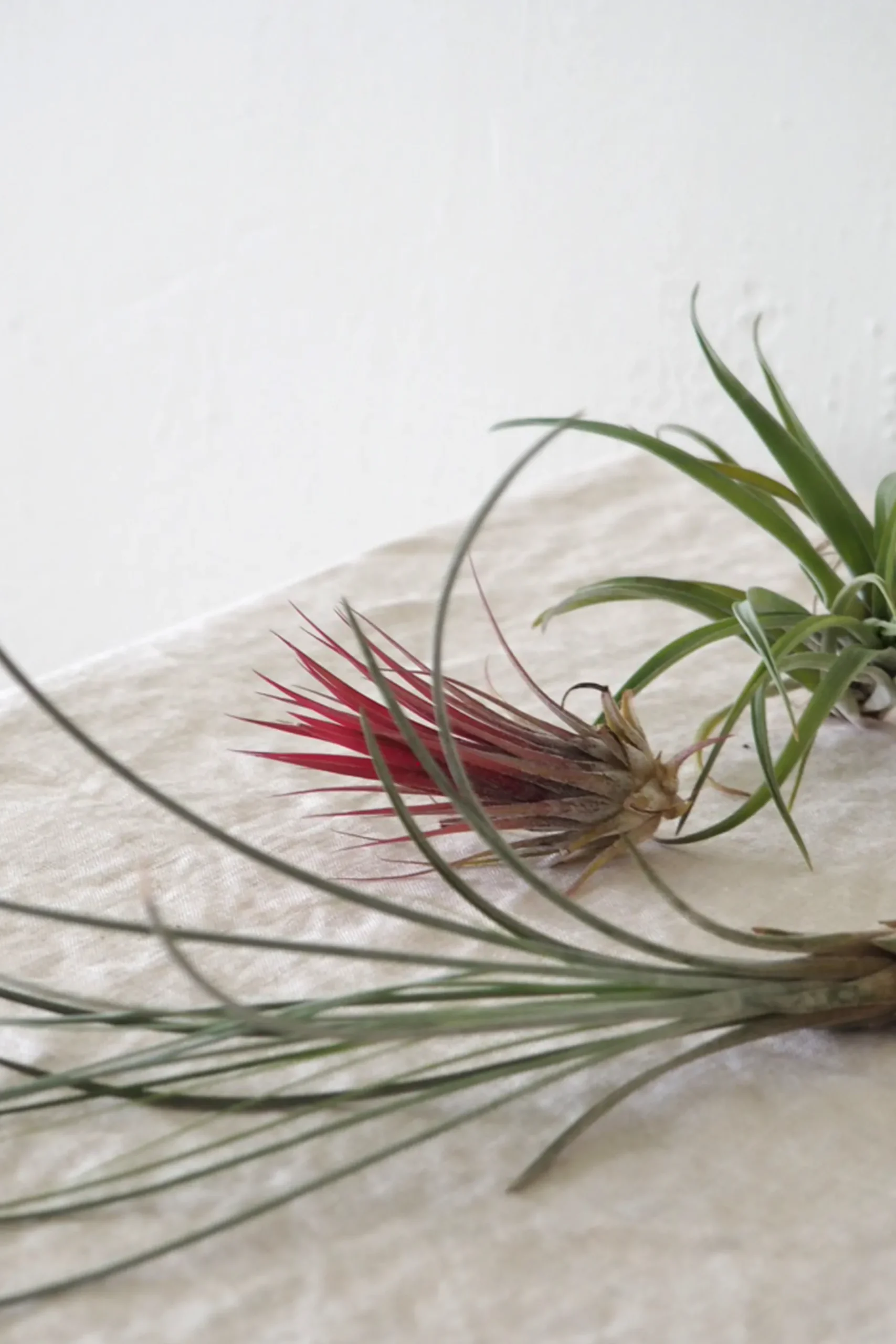 Tropiske Planter|Air Plants^PLANT Air s