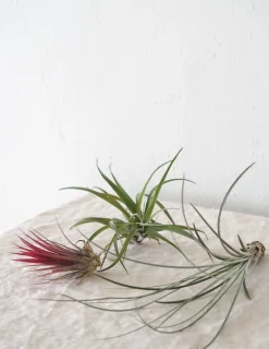 Tropiske Planter|Air Plants^PLANT Air s