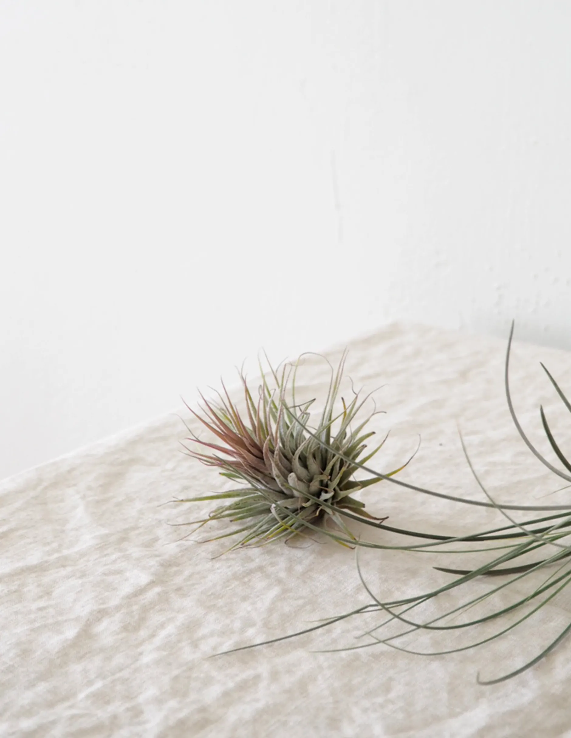 Tropiske Planter|Air Plants^PLANT Air s