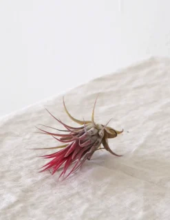 Tropiske Planter|Air Plants^PLANT Air s