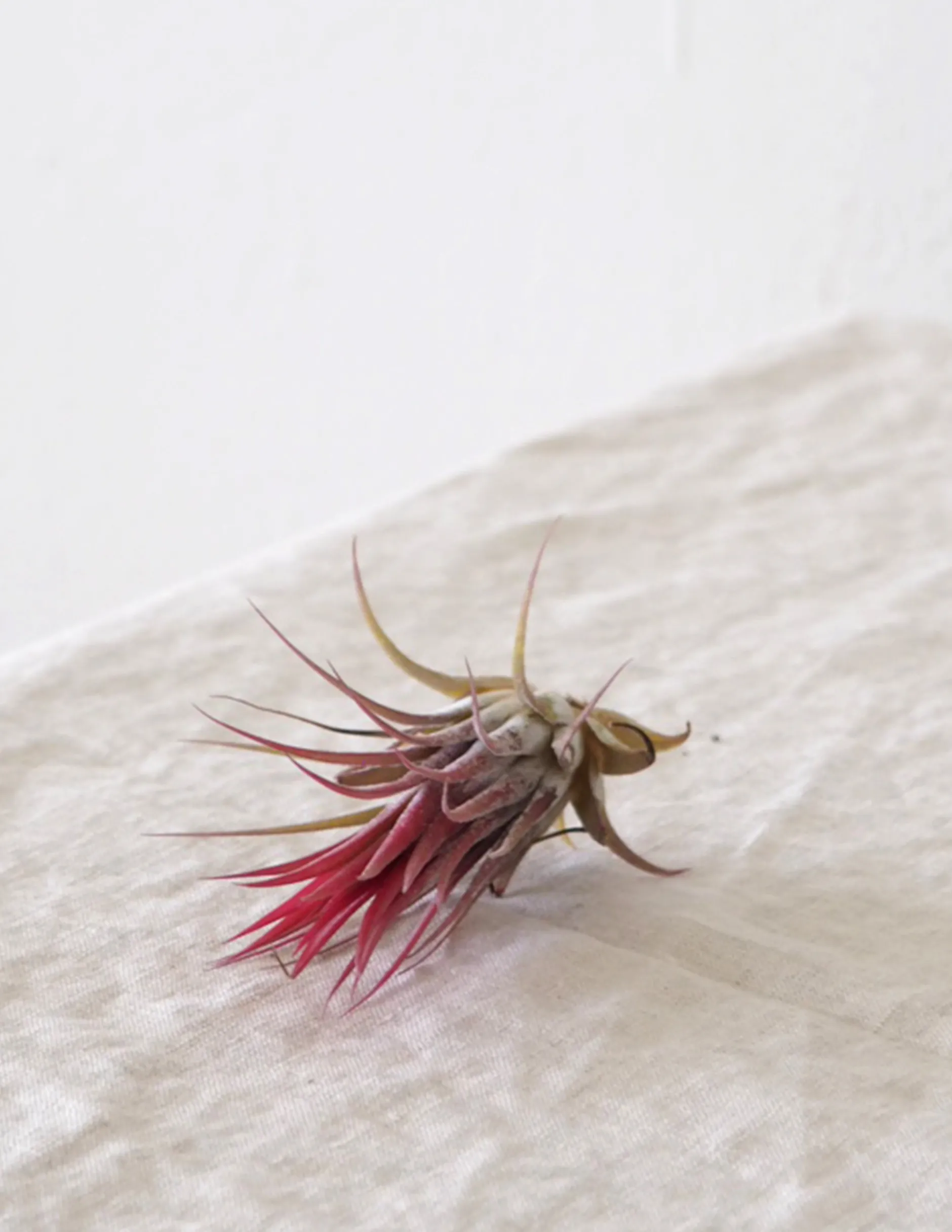 Tropiske Planter|Air Plants^PLANT Air s