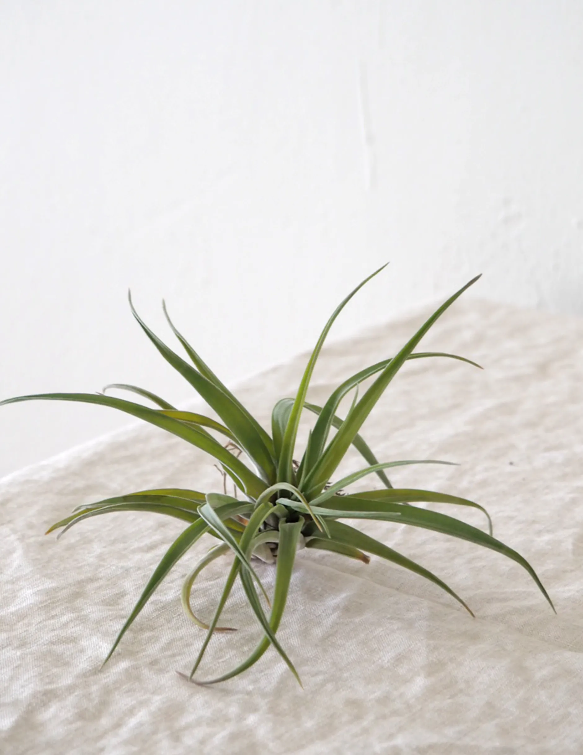 Tropiske Planter|Air Plants^PLANT Air s