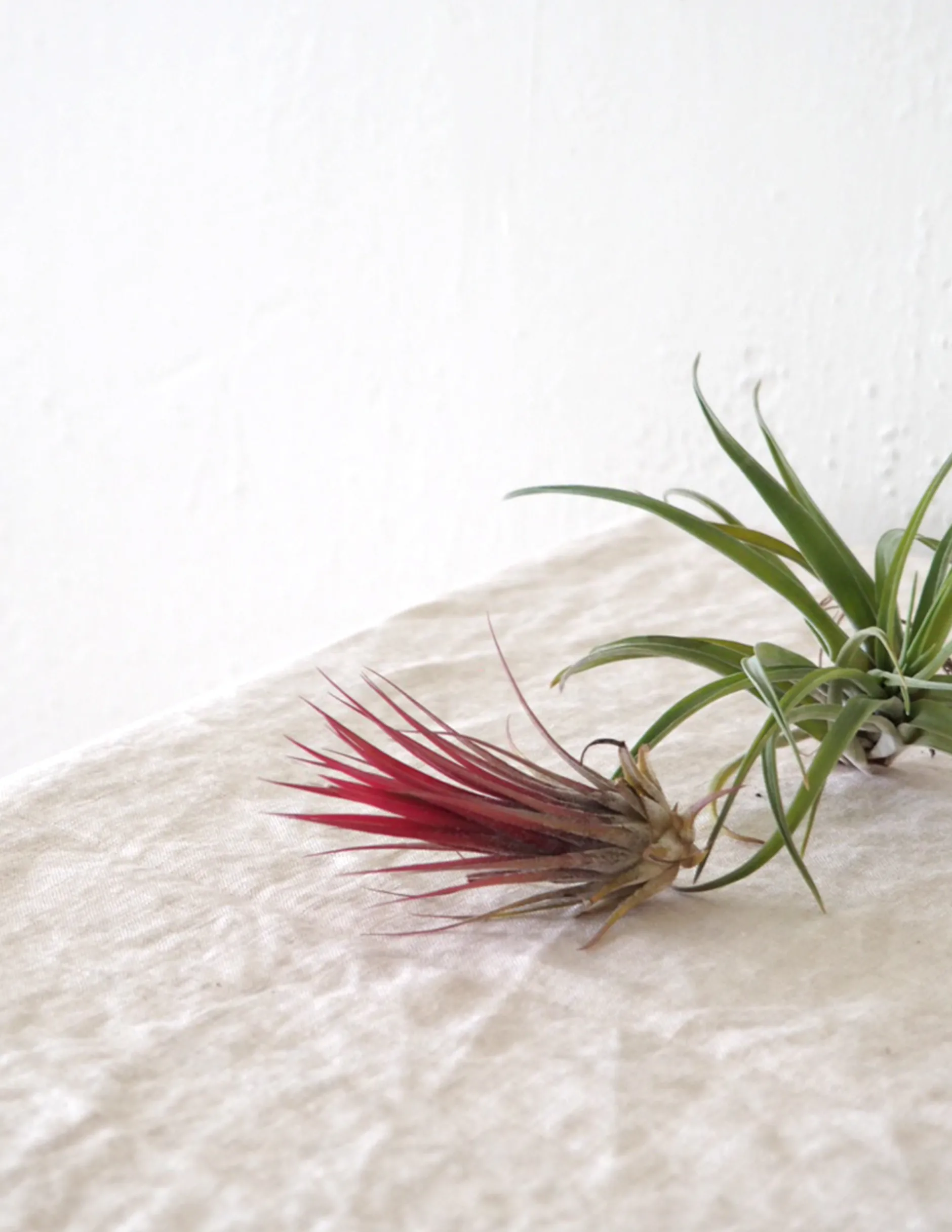 Tropiske Planter|Air Plants^PLANT Air s