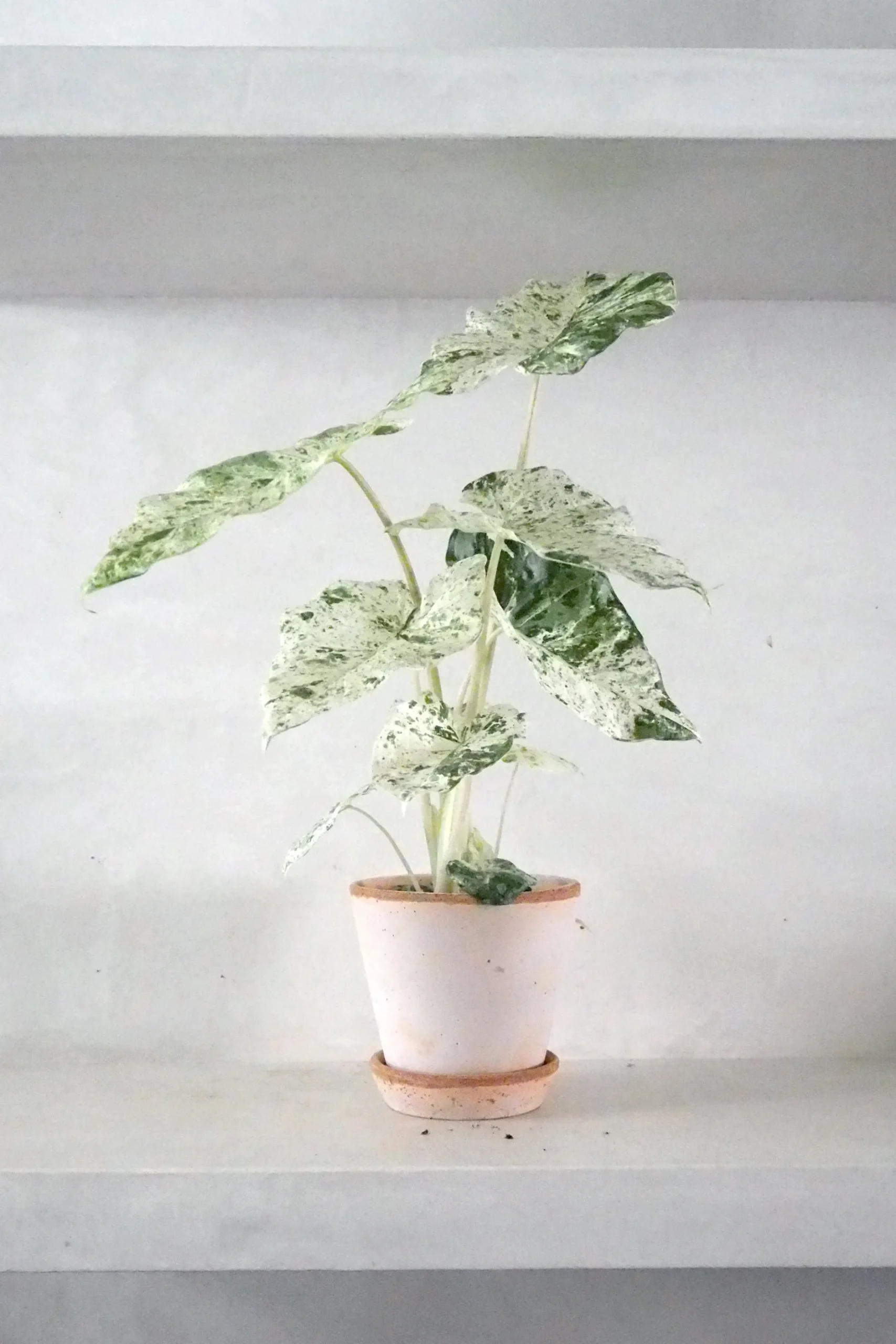 Tropiske Planter^PLANT Alocasia camouflage