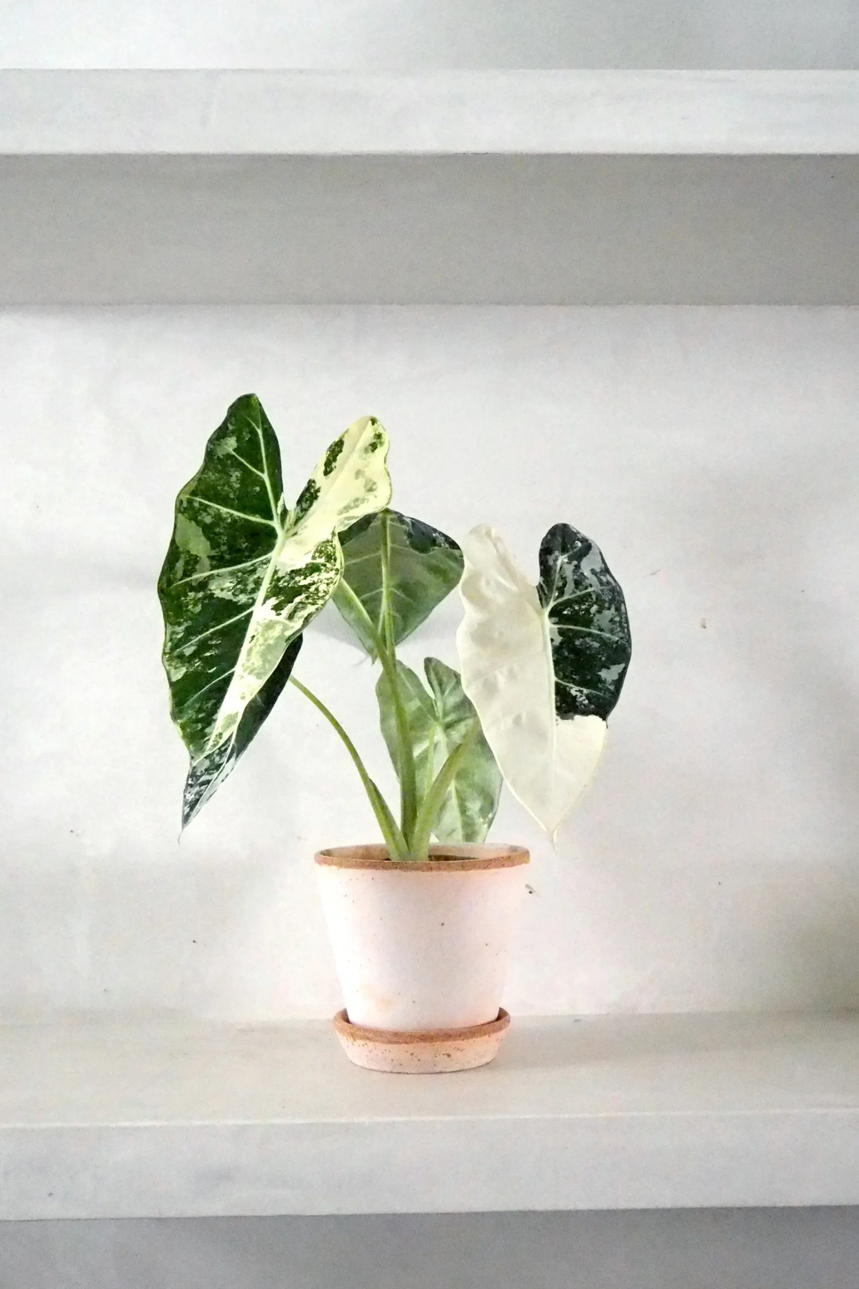 Tropiske Planter^PLANT Alocasia frydek variegata