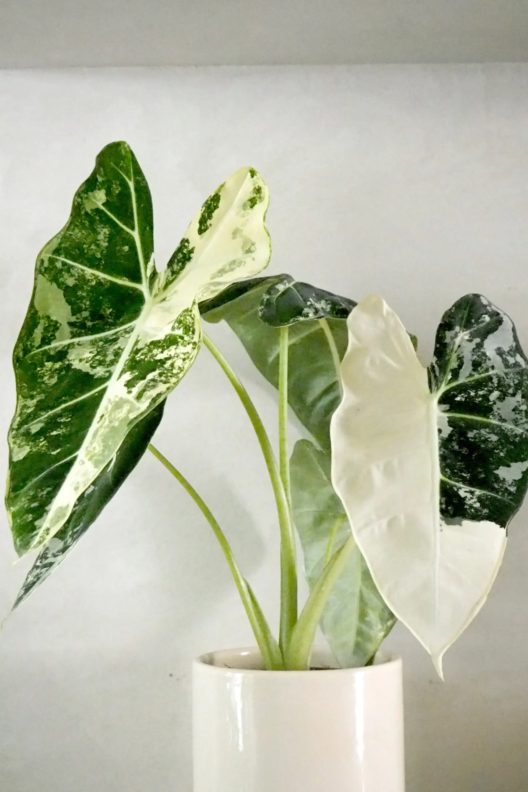 Tropiske Planter^PLANT Alocasia frydek variegata