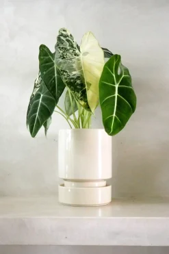 Tropiske Planter^PLANT Alocasia frydek variegata