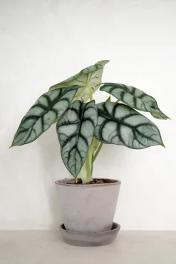 Tropiske Planter^PLANT Alocasia Silver Scale