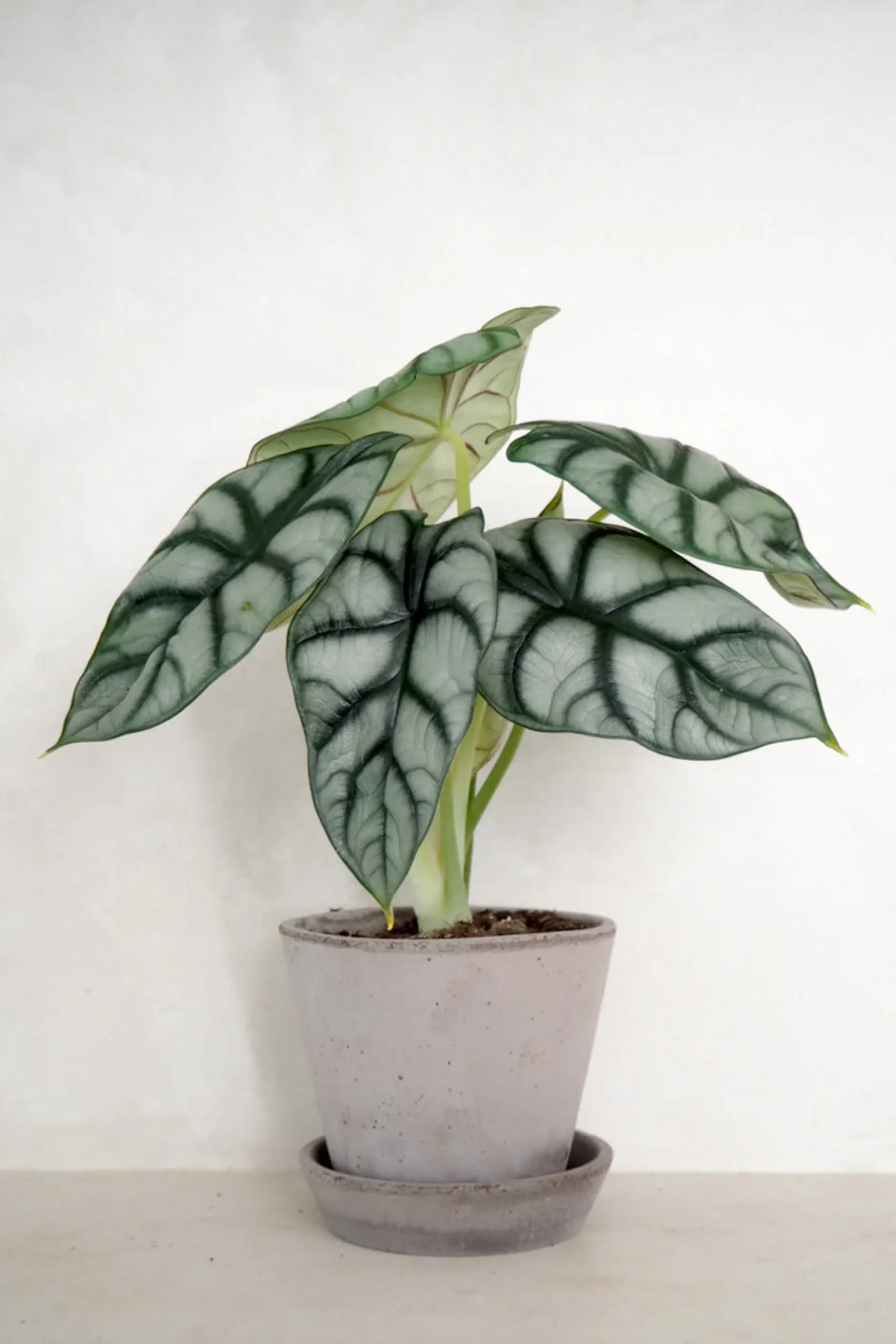 Tropiske Planter^PLANT Alocasia Silver Scale