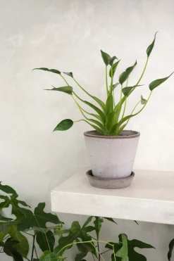Tropiske Planter^PLANT Alocasia Tiny dancer