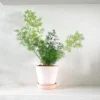 Tropiske Planter^PLANT Asparagus Myriocladus