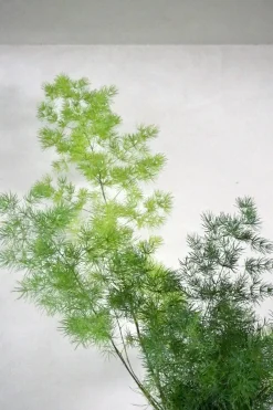Tropiske Planter^PLANT Asparagus Myriocladus