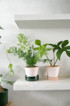 Tropiske Planter^PLANT Asparagus Myriocladus