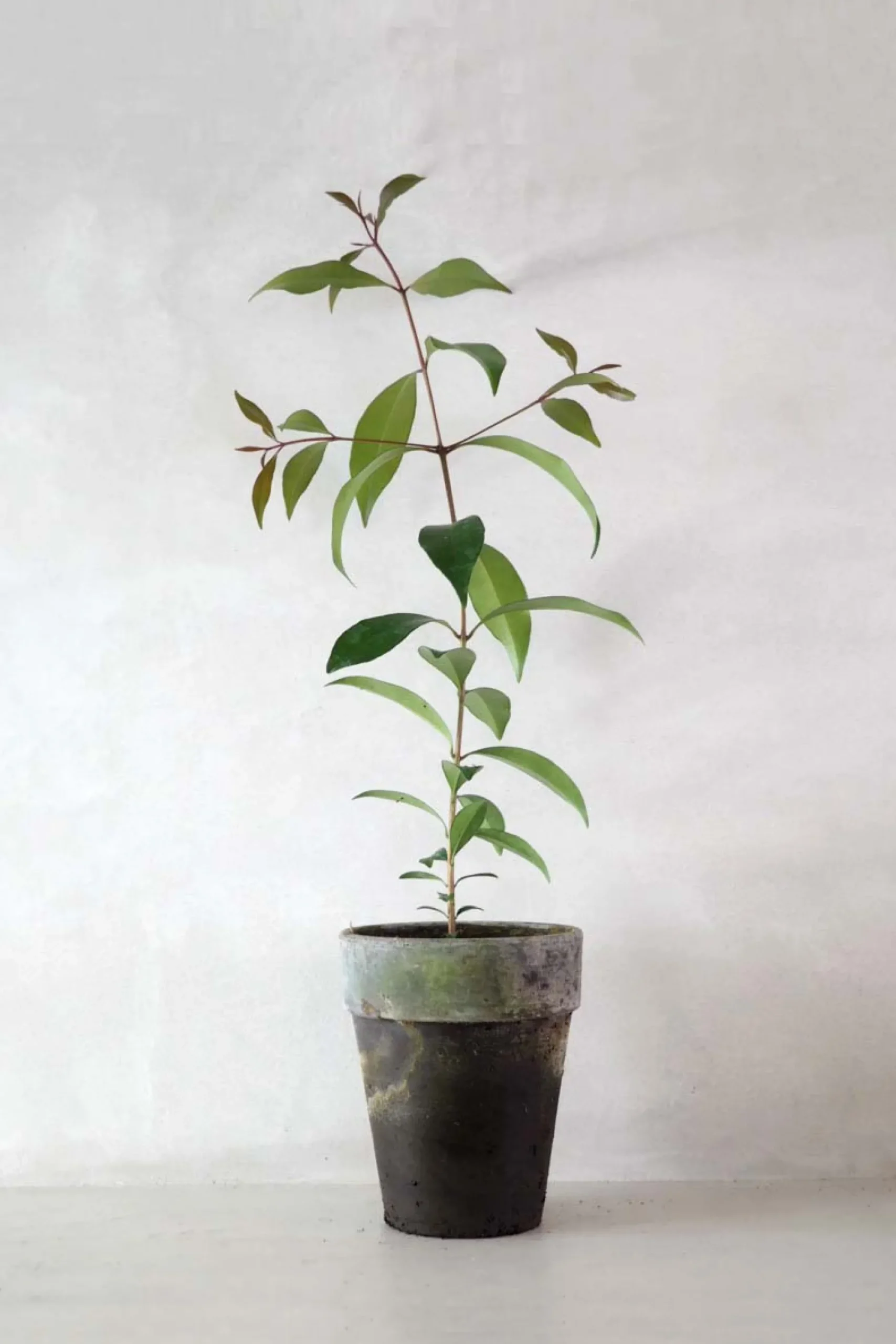 Danskavlede Planter^PLANT Australsk birk