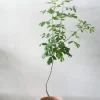 Ørkenplanter Og Knoldplanter^PLANT Balsamtræ