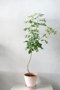 Ørkenplanter Og Knoldplanter^PLANT Balsamtræ