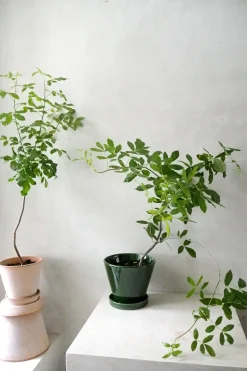 Ørkenplanter Og Knoldplanter^PLANT Balsamtræ