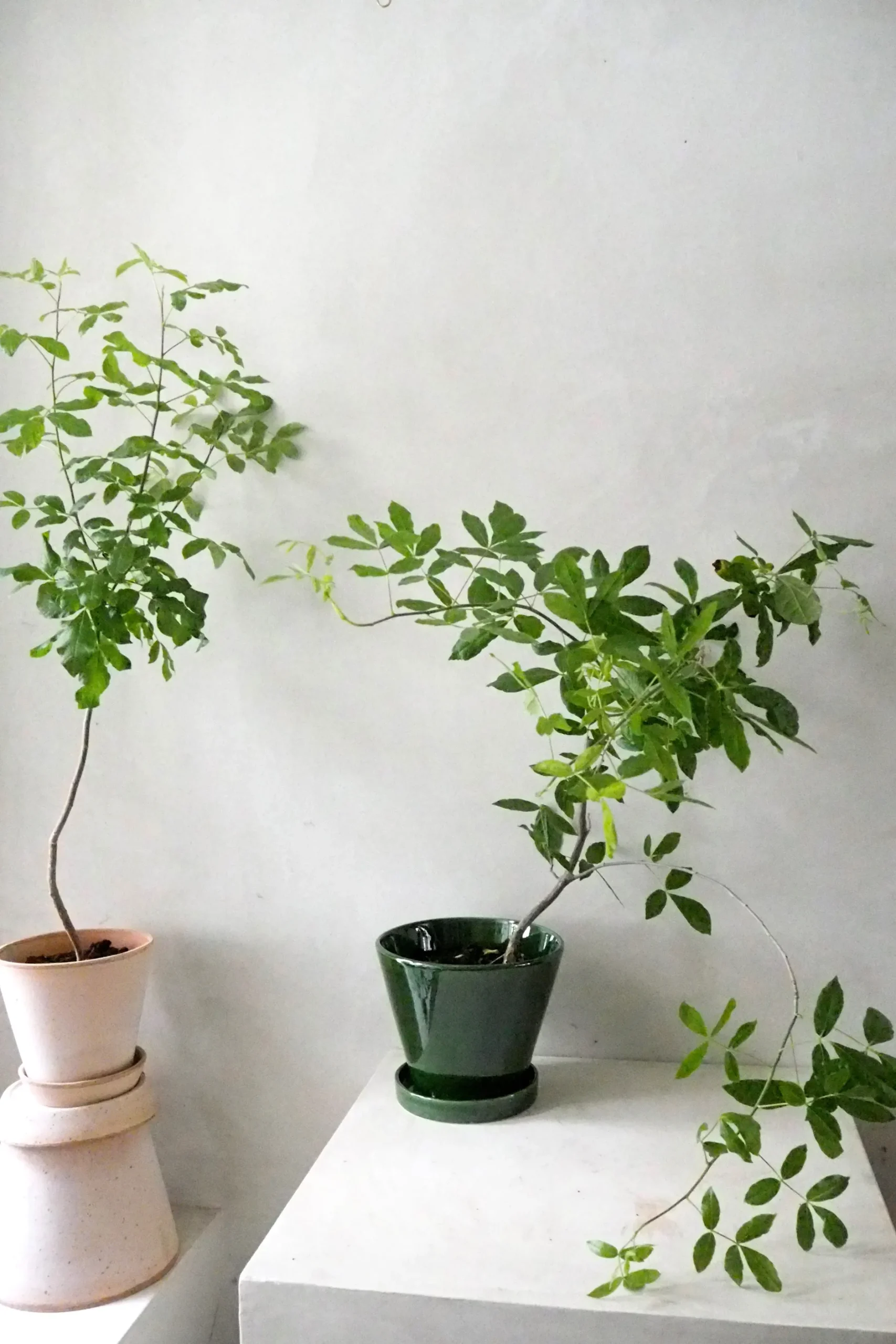 Ørkenplanter Og Knoldplanter^PLANT Balsamtræ