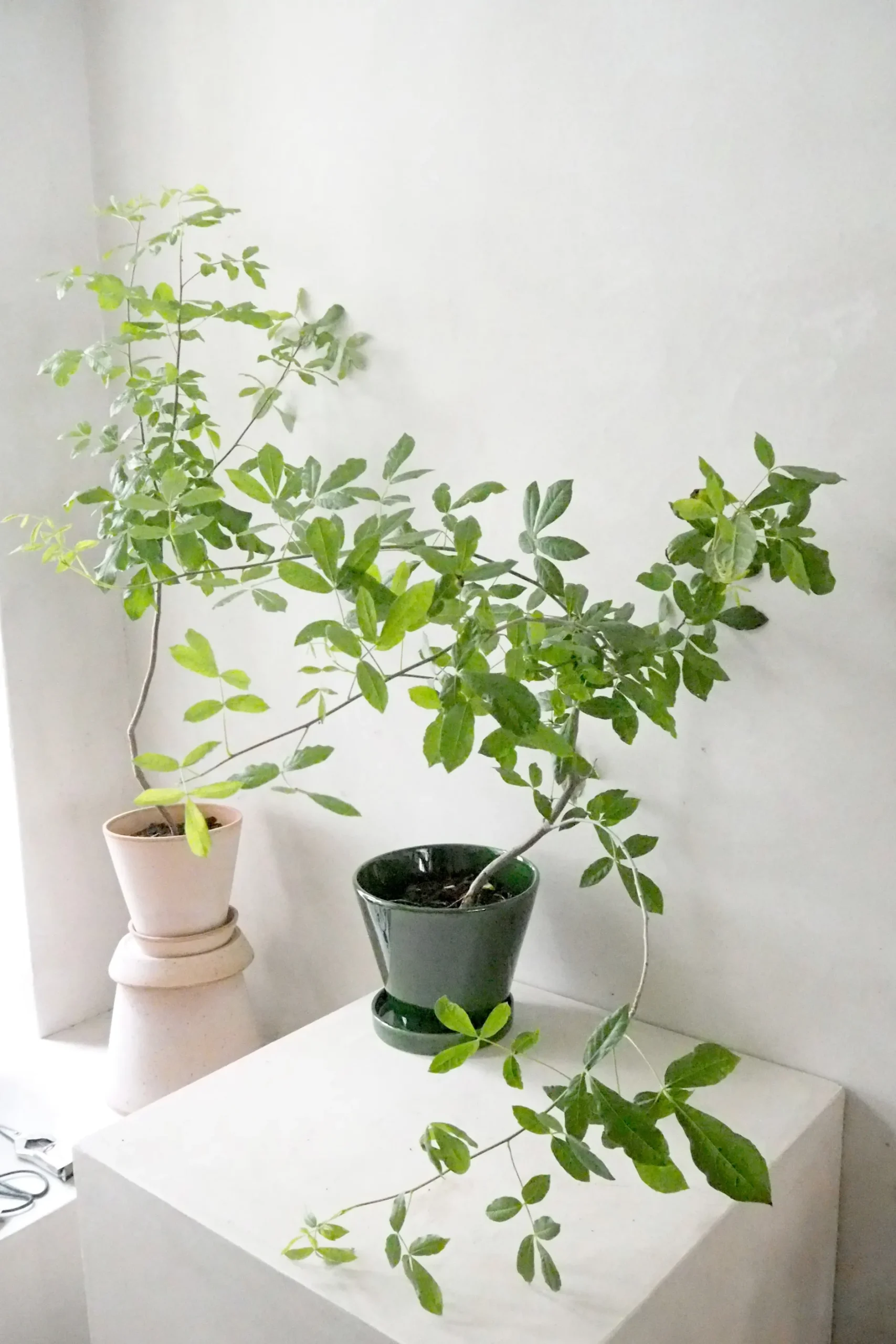 Ørkenplanter Og Knoldplanter^PLANT Balsamtræ
