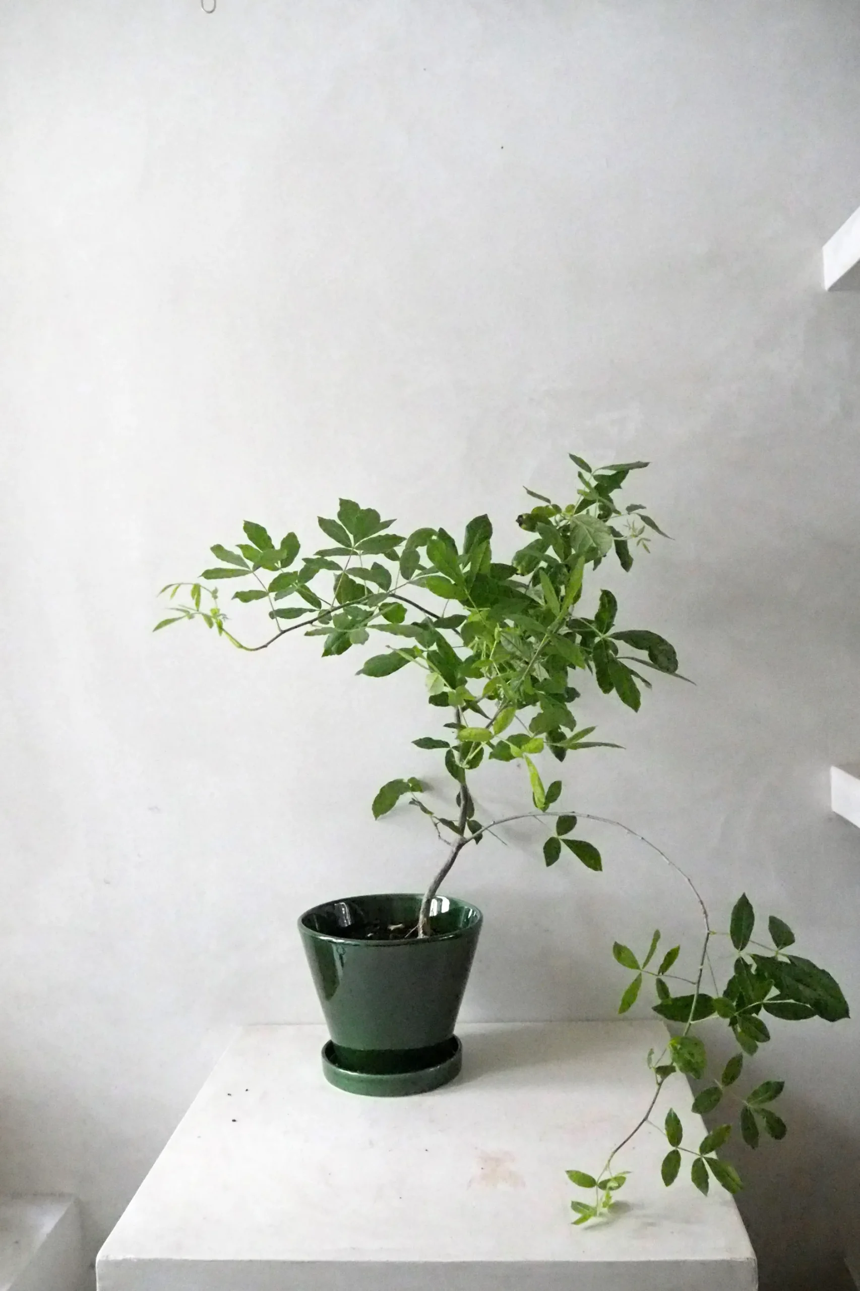 Ørkenplanter Og Knoldplanter^PLANT Balsamtræ