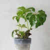 Tropiske Planter|Danskavlede Planter^PLANT Begonia Carolineifolia, lille