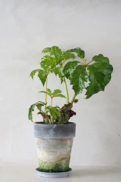 Tropiske Planter|Danskavlede Planter^PLANT Begonia Carolineifolia, lille