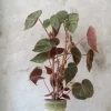 Duftgeranium|Danskavlede Planter^PLANT Begonia Oldemor