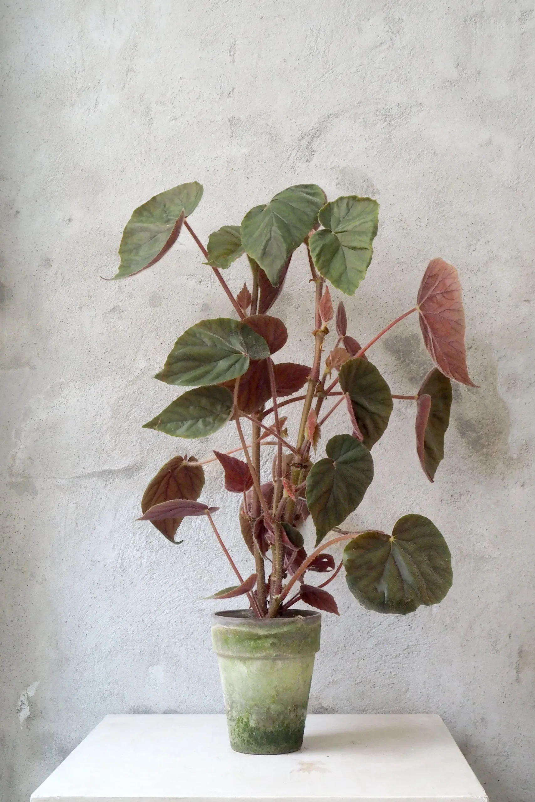 Duftgeranium|Danskavlede Planter^PLANT Begonia Oldemor