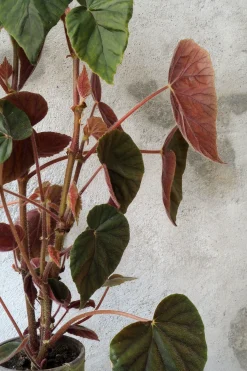 Duftgeranium|Danskavlede Planter^PLANT Begonia Oldemor