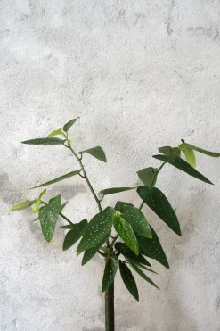 Danskavlede Planter^PLANT Begonia opstammet