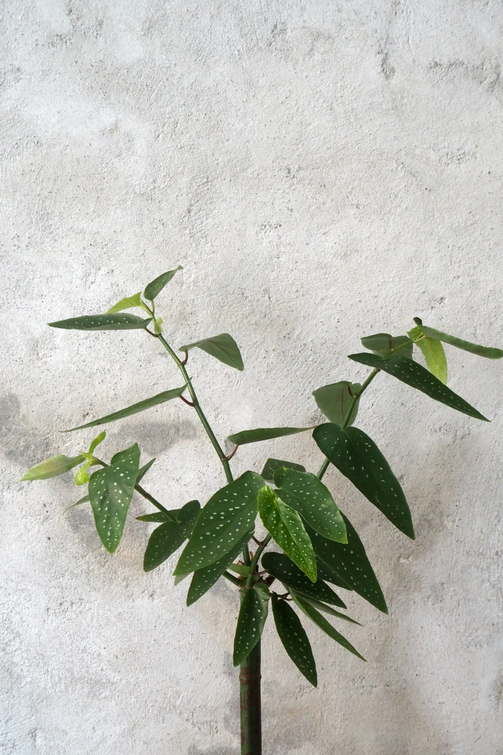 Danskavlede Planter^PLANT Begonia opstammet