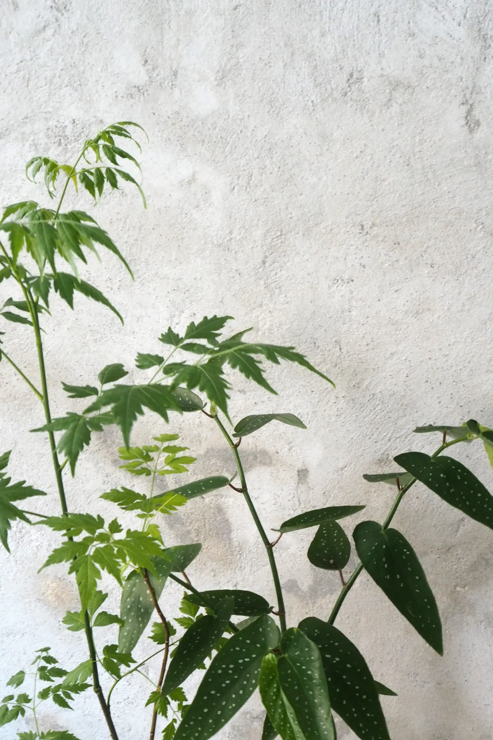Danskavlede Planter^PLANT Begonia opstammet