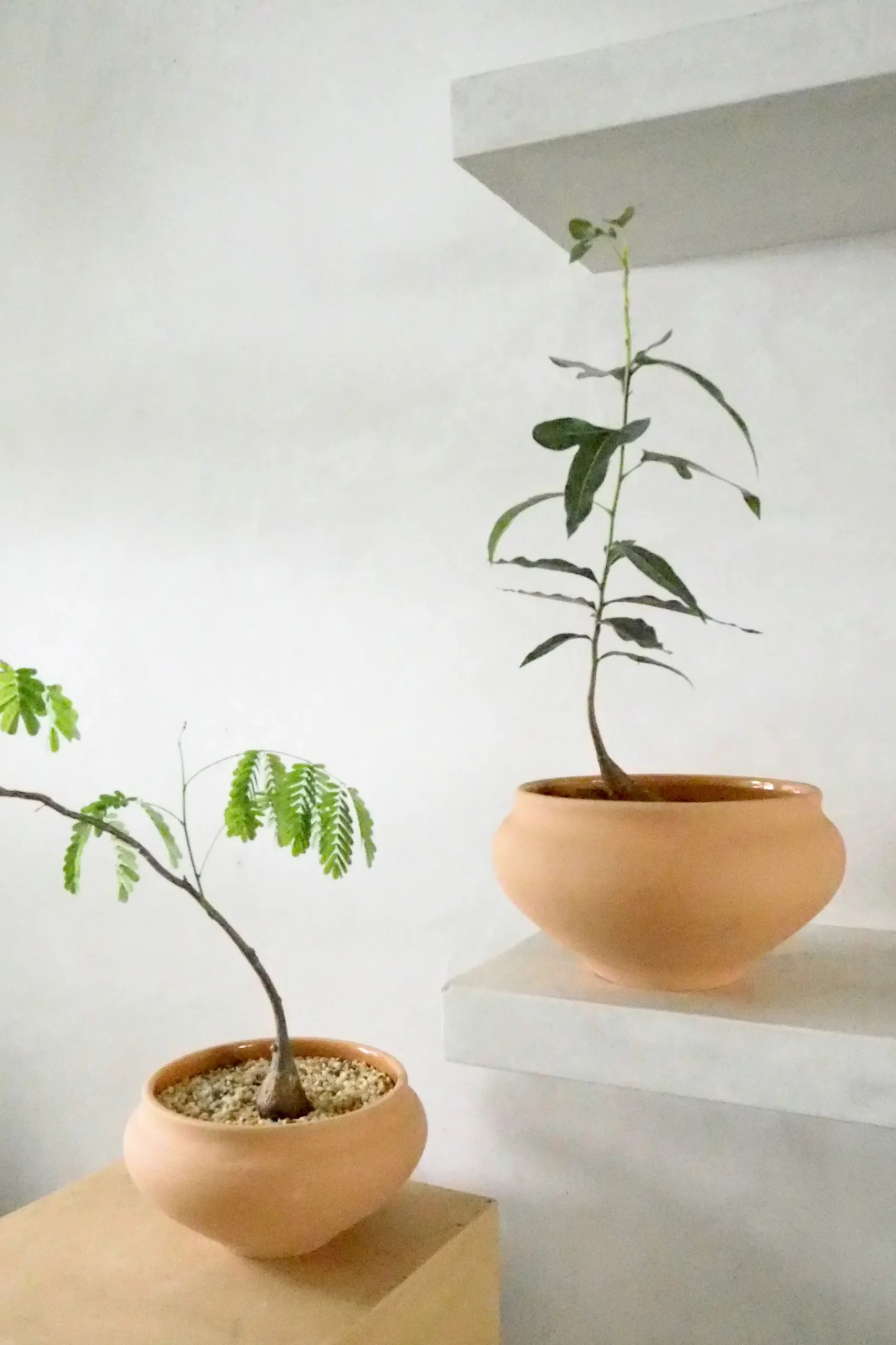 Glaserede Krukker|Stor^PLANT Belle krukke, stor