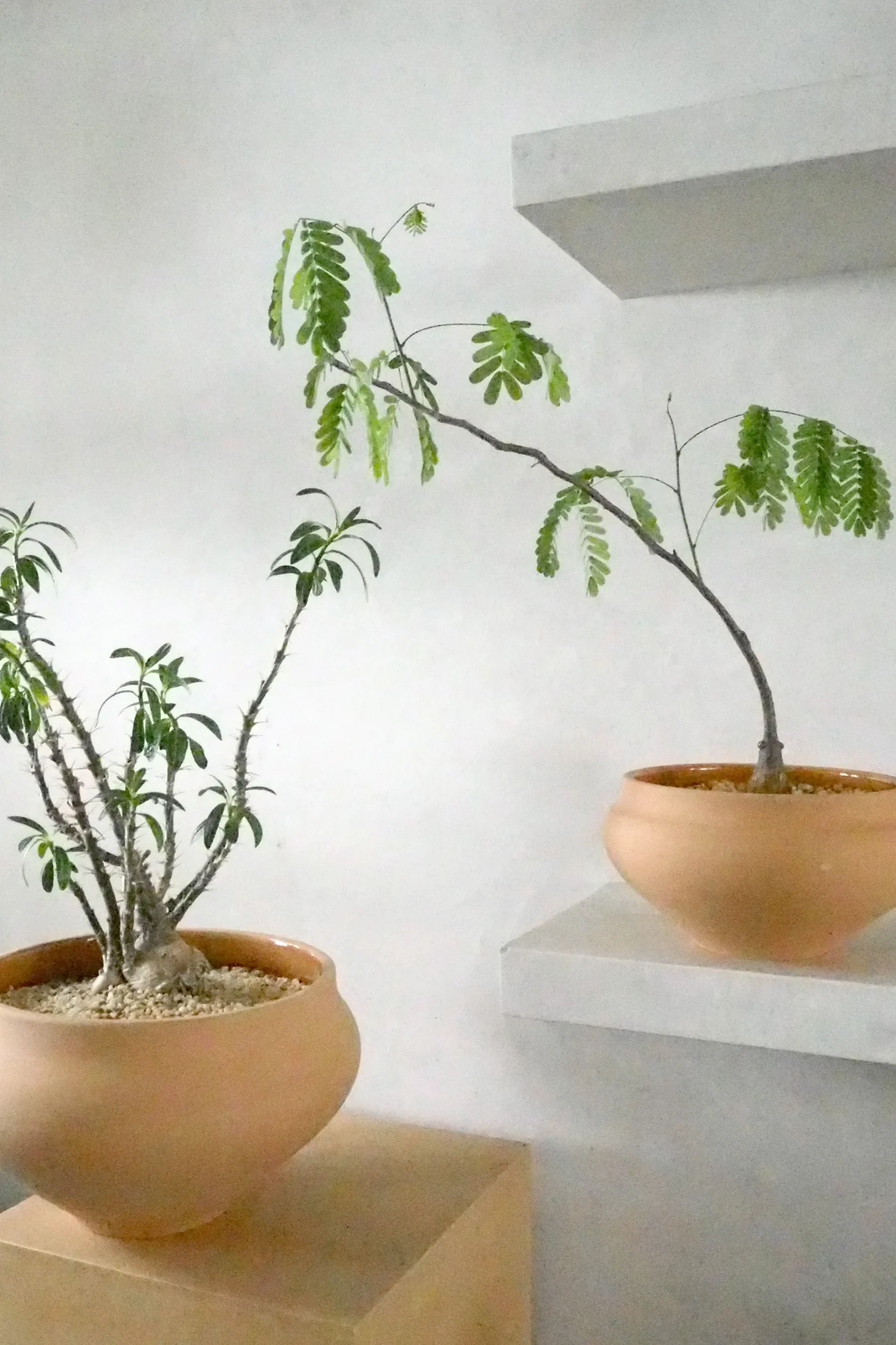Glaserede Krukker|Stor^PLANT Belle krukke, stor