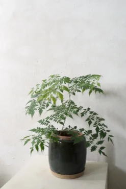 Glaserede Krukker|Mellem^PLANT Berit krukken, Grøn ø 22 cm