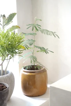 Glaserede Krukker|Mellem^PLANT Berit krukken, mustard, ø 22 cm