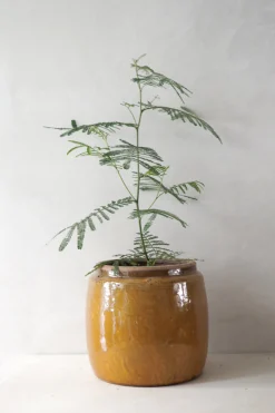 Glaserede Krukker|Mellem^PLANT Berit krukken, mustard, ø 22 cm