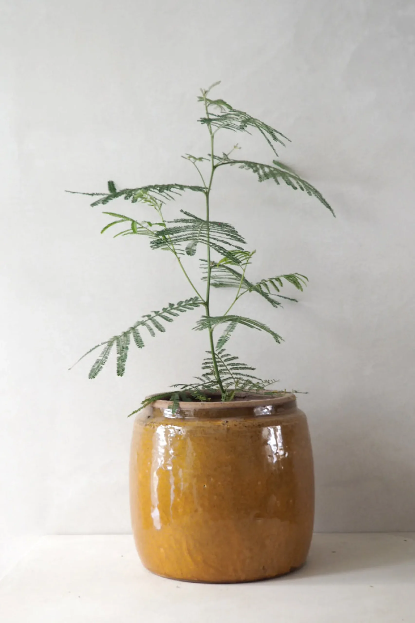 Glaserede Krukker|Mellem^PLANT Berit krukken, mustard, ø 22 cm