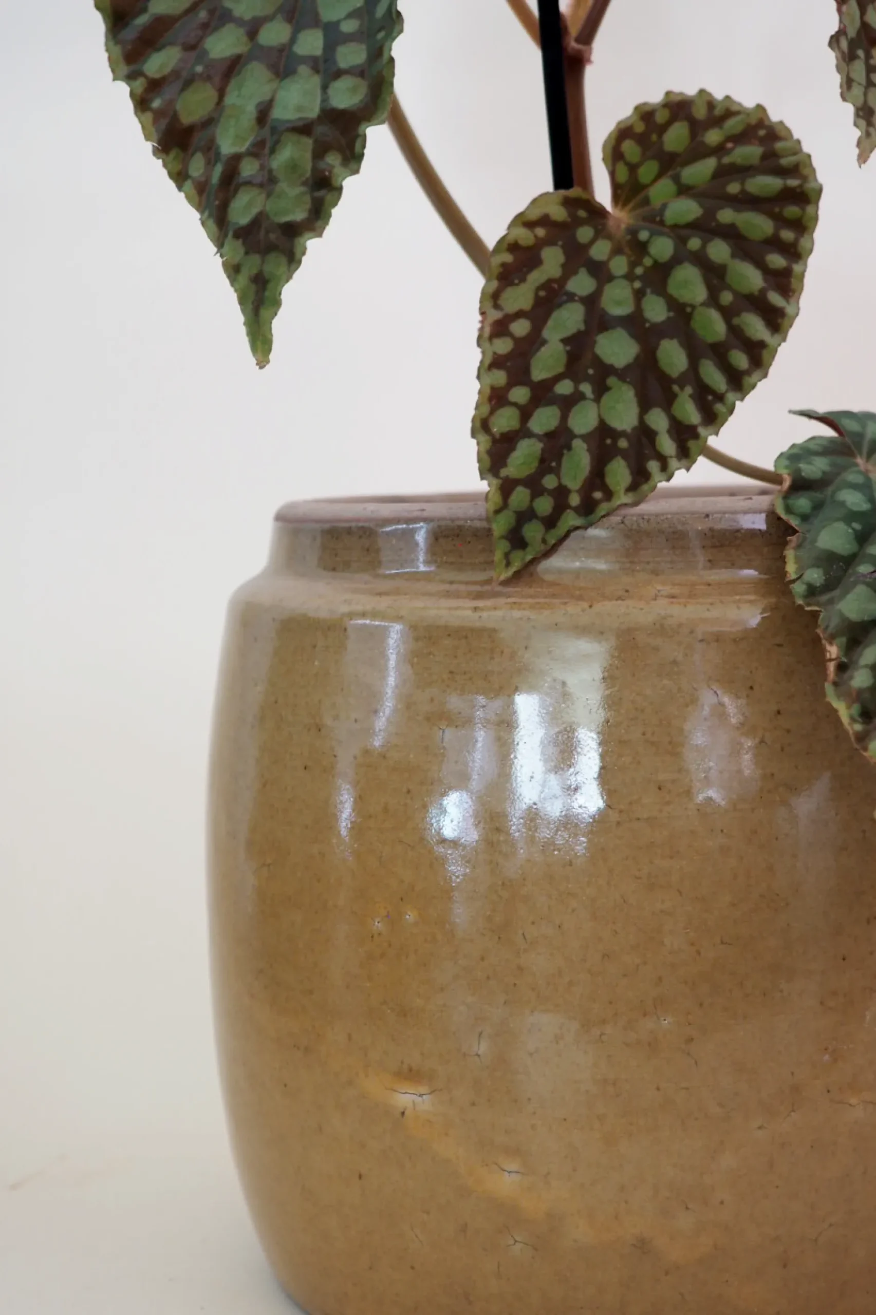 Glaserede Krukker|Mellem^PLANT Berit krukken, mustard, ø 22 cm