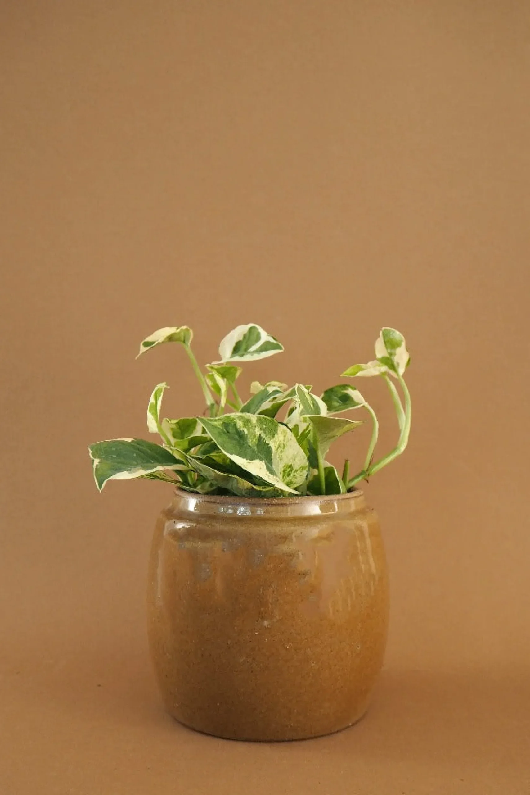 Glaserede Krukker|Lille^PLANT Berit, mustard ø12 cm