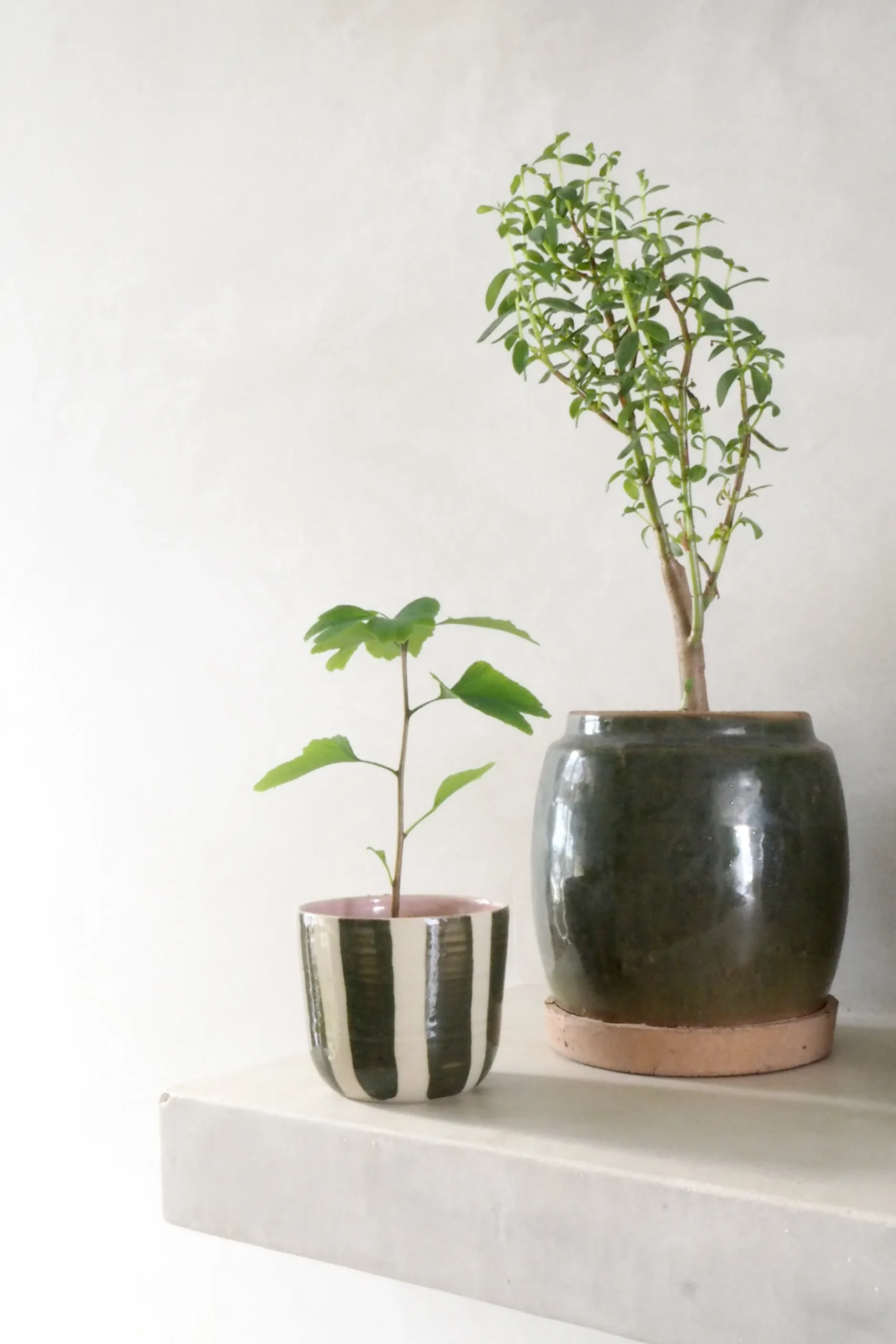 Glaserede Krukker|Lille^PLANT Berit, olivengrøn ø12 cm