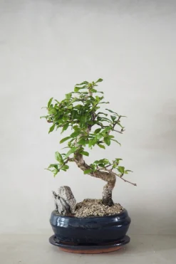 Danskavlede Planter|Bonsai^PLANT Bonsai Carmona, stor