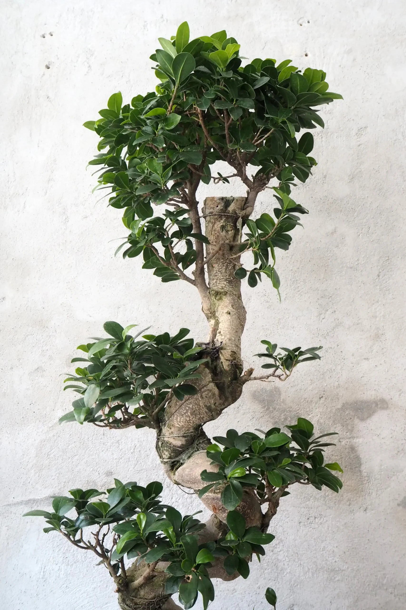 Bonsai|Gulvplanter Og Store Træer^PLANT Bonsai Ficus Ginseng, stor