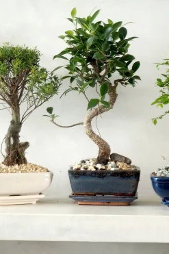 Bonsai^PLANT Bonsai Ficus, medium I